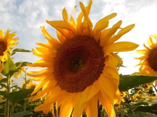 Sonnenblume Blütenblätter geschnitten Bio-Qualität zum Räuchern